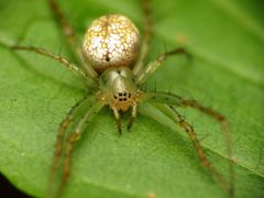 Mangora maculata by (c) Katja Schulz, some rights reserved (CC BY). Used under a CC-BY license.