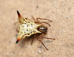 Micrathena by (c) Lucas Rubio, some rights reserved (CC BY), uploaded by Lucas Rubio. Used under a CC-BY license.