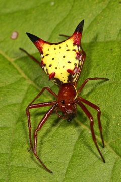 Micrathena sagittata by (c) Judy Gallagher, some rights reserved (CC BY). Used under a CC-BY license.