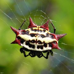 Gasteracantha cancriformis by (c) Bob Peterson, some rights reserved (CC BY). Used under a CC-BY license.