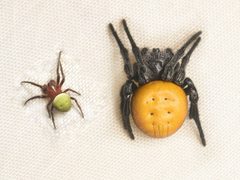 Araneus by (c) Sebastian Serna Muñoz, some rights reserved (CC BY), uploaded by Sebastian Serna Muñoz. Used under a CC-BY license.