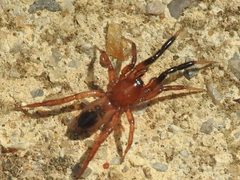 Drassyllus lepidus by (c) Sam Kieschnick, some rights reserved (CC BY), uploaded by Sam Kieschnick. Used under a CC-BY license.