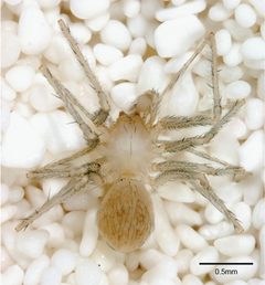 Leptonetidae by (c) Joel Ledford, Pierre Paquin, James Cokendolpher, Josh Campbell, Charles Griswold, some rights reserved (CC BY). Used under a CC-BY license.