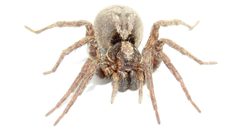 Hogna frondicola by (c) Dan MacNeal, some rights reserved (CC BY), uploaded by Dan MacNeal. Used under a CC-BY license.