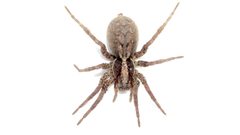 Hogna frondicola by (c) Dan MacNeal, some rights reserved (CC BY), uploaded by Dan MacNeal. Used under a CC-BY license.