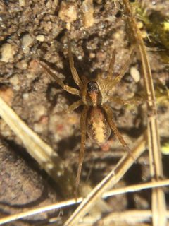 Pardosa pauxilla by (c) Matthew Lindsey, some rights reserved (CC BY), uploaded by Matthew Lindsey. Used under a CC-BY license.