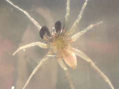 Pardosa pauxilla by (c) Matthew Lindsey, some rights reserved (CC BY), uploaded by Matthew Lindsey. Used under a CC-BY license.