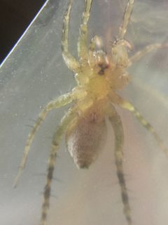 Pardosa pauxilla by (c) Matthew Lindsey, some rights reserved (CC BY), uploaded by Matthew Lindsey. Used under a CC-BY license.
