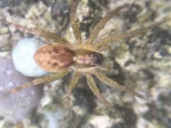 Pardosa pauxilla by (c) Matthew Lindsey, some rights reserved (CC BY), uploaded by Matthew Lindsey. Used under a CC-BY license.