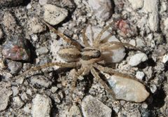 Pardosa pauxilla by (c) Matthew Lindsey, some rights reserved (CC BY), uploaded by Matthew Lindsey. Used under a CC-BY license.