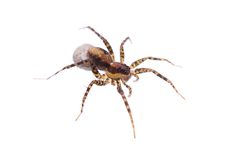 Pardosa pauxilla by (c) Matthew Lindsey, some rights reserved (CC BY), uploaded by Matthew Lindsey. Used under a CC-BY license.