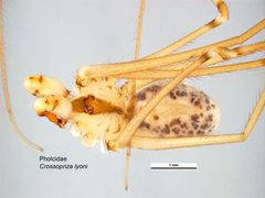 Crossopriza lyoni by (c) Lucinda Gibson, Museum Victoria, some rights reserved (CC BY). Used under a CC-BY license.