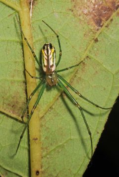 Leucauge venusta by (c) Judy Gallagher, some rights reserved (CC BY). Used under a CC-BY license.