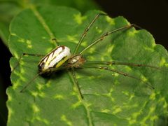 Leucauge venusta by (c) Katja Schulz, some rights reserved (CC BY), uploaded by Katja Schulz. Used under a CC-BY license.