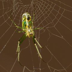 Leucauge venusta by (c) Katja Schulz, some rights reserved (CC BY). Used under a CC-BY license.