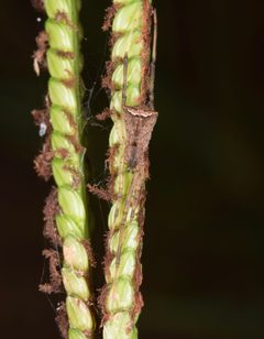 Episinus amoenus by (c) skitterbug, some rights reserved (CC BY), uploaded by skitterbug. Used under a CC-BY license.