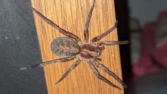 Ctenus exlineae by (c) Joseph Aubert, some rights reserved (CC BY), uploaded by Joseph Aubert. Used under a CC-BY license.