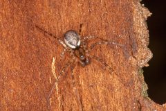 Neriene montana by (c) Drepanostoma, some rights reserved (CC BY), uploaded by Drepanostoma. Used under a CC-BY license.