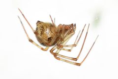 Parasteatoda tepidariorum by (c) Aleksandr Gromov, some rights reserved (CC BY), uploaded by Aleksandr Gromov. Used under a CC-BY license.