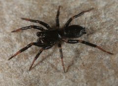 Eilica bicolor by (c) jcowles, some rights reserved (CC BY), uploaded by jcowles. Used under a CC-BY license.