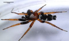 Sergiolus columbianus by (c) Don Loarie, some rights reserved (CC BY). Used under a CC-BY license.