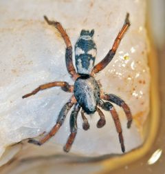 Sergiolus montanus by (c) Andrey Zharkikh, some rights reserved (CC BY). Used under a CC-BY license.