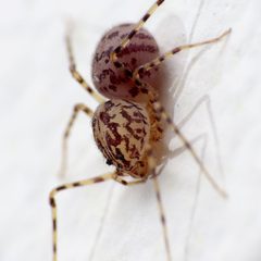 Scytodidae by (c) Katja Schulz, some rights reserved (CC BY). Used under a CC-BY license.