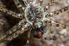 Hypochilidae by (c) Ken-ichi Ueda, some rights reserved (CC BY), uploaded by Ken-ichi Ueda. Used under a CC-BY license.