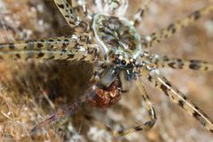Hypochilidae by (c) Ken-ichi Ueda, some rights reserved (CC BY), uploaded by Ken-ichi Ueda. Used under a CC-BY license.