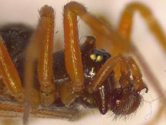 Oedothorax by (c) Donald Hobern, some rights reserved (CC BY). Used under a CC-BY license.