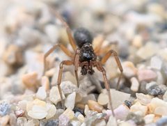 Oedothorax by (c) Victor Heng, some rights reserved (CC BY), uploaded by Victor Heng. Used under a CC-BY license.