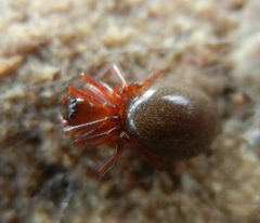 Oedothorax by (c) Jon Mortin, some rights reserved (CC BY), uploaded by Jon Mortin. Used under a CC-BY license.