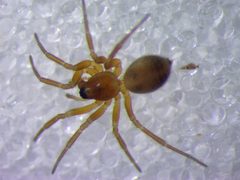 Oedothorax by (c) Julien Tchilinguirian, some rights reserved (CC BY), uploaded by Julien Tchilinguirian. Used under a CC-BY license.