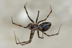 Megalepthyphantes by (c) davidhanks, some rights reserved (CC BY). Used under a CC-BY license.