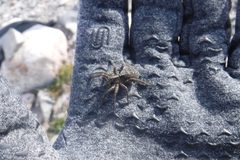 Alopecosa hirtipes by (c) gonodactylus, some rights reserved (CC BY), uploaded by gonodactylus. Used under a CC-BY license.