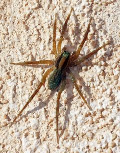 Camptocosa texana by (c) Catherine C. Galley, some rights reserved (CC BY), uploaded by Catherine C. Galley. Used under a CC-BY license.