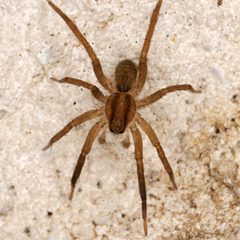 Camptocosa texana by (c) Catherine C. Galley, some rights reserved (CC BY), uploaded by Catherine C. Galley. Used under a CC-BY license.