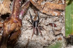 Geolycosa hubbelli by (c) Richard Stovall, some rights reserved (CC BY), uploaded by Richard Stovall. Used under a CC-BY license.