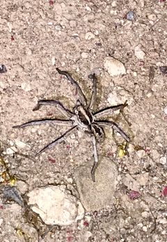 Hogna carolinensis by (c) CK2AZ, some rights reserved (CC BY), uploaded by CK2AZ. Used under a CC-BY license.