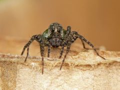 Pardosa by (c) Darius BauÅ¾ys, some rights reserved (CC BY). Used under a CC-BY license.
