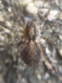 Pardosa milvina by (c) Matthew Lindsey, some rights reserved (CC BY), uploaded by Matthew Lindsey. Used under a CC-BY license.