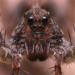 Pardosa milvina by (c) Matthew Lindsey, some rights reserved (CC BY), uploaded by Matthew Lindsey. Used under a CC-BY license.