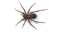 Pardosa modica by (c) Dan MacNeal, some rights reserved (CC BY), uploaded by Dan MacNeal. Used under a CC-BY license.