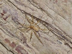 Pardosa vadosa by (c) Michelle W. (鍾偉瑋), some rights reserved (CC BY), uploaded by Michelle W. (鍾偉瑋). Used under a CC-BY license.