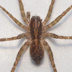 Pirata sedentarius by (c) Russell Pfau, some rights reserved (CC BY), uploaded by Russell Pfau. Used under a CC-BY license.