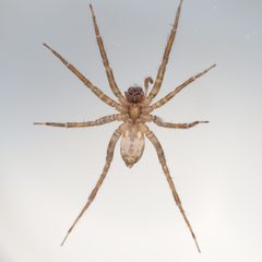 Pirata sedentarius by (c) Russell Pfau, some rights reserved (CC BY), uploaded by Russell Pfau. Used under a CC-BY license.
