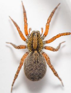 Trochosa sepulchralis by (c) Justin Williams, some rights reserved (CC BY), uploaded by Justin Williams. Used under a CC-BY license.