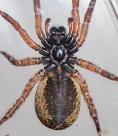 Trochosa sepulchralis by (c) Justin Williams, some rights reserved (CC BY), uploaded by Justin Williams. Used under a CC-BY license.