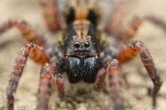 Trochosa sepulchralis by (c) Matthew Lindsey, some rights reserved (CC BY), uploaded by Matthew Lindsey. Used under a CC-BY license.