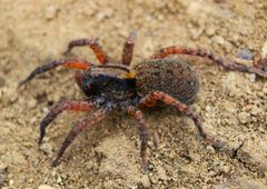 Trochosa sepulchralis by (c) Matthew Lindsey, some rights reserved (CC BY), uploaded by Matthew Lindsey. Used under a CC-BY license.